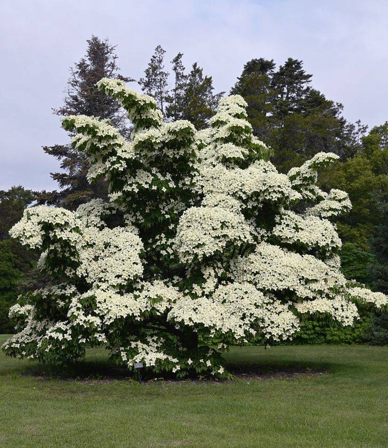 Flowering Dogwood