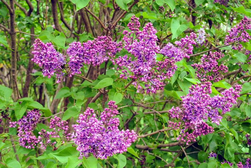 Lilacs 
