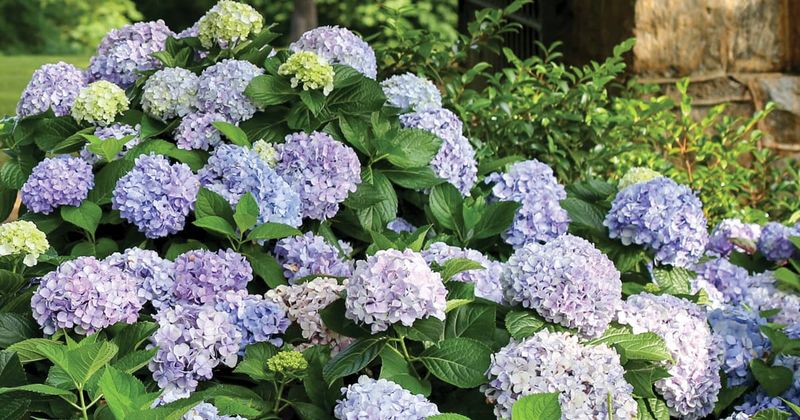 Hydrangeas (Old-Wood Varieties) 