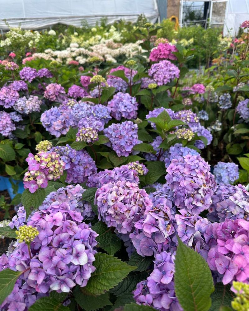 Bigleaf Hydrangea