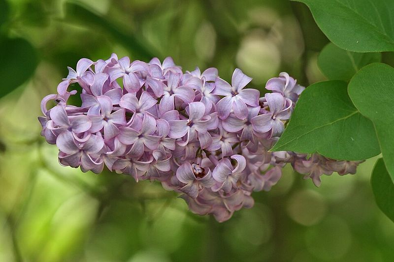 Lilacs Bloom Best When Pruned After Flowering