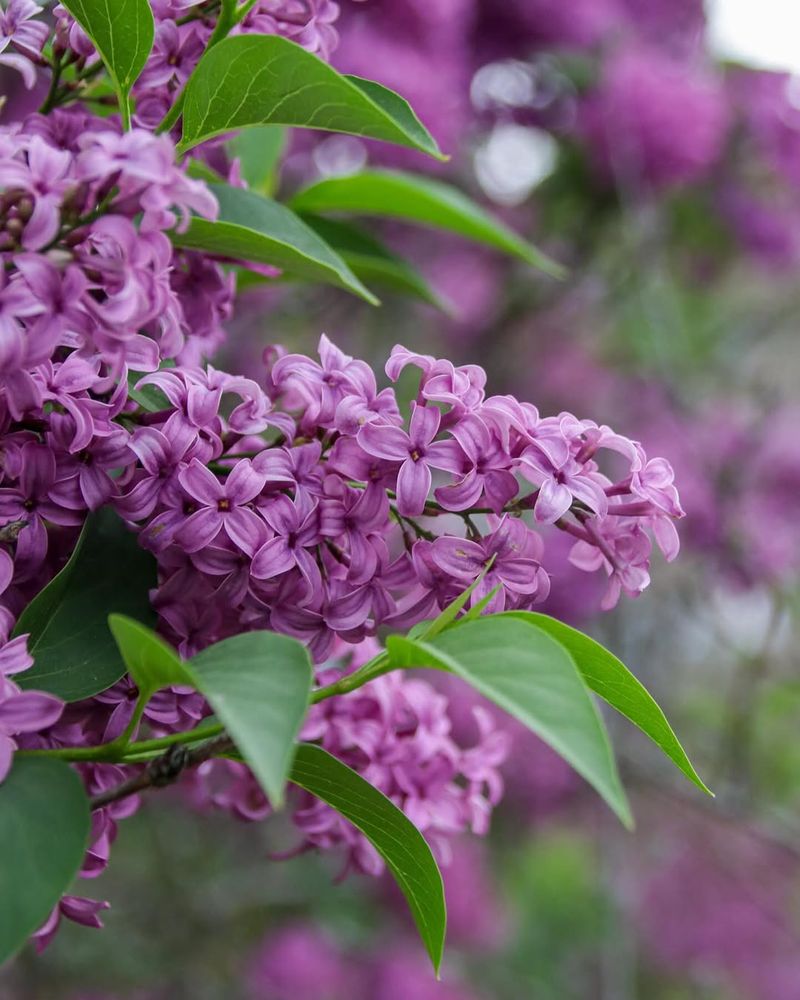 Lilacs Need Time After Bloom And Spring Pruning Disrupts That Cycle