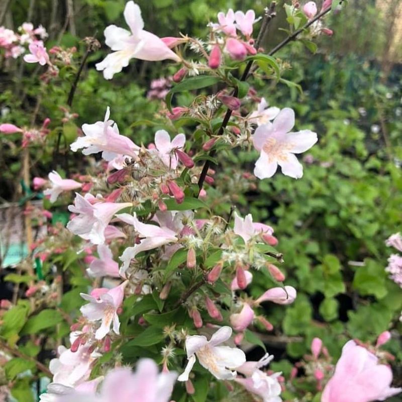 Beauty Bush Adds Soft Pink Bell Shaped Blooms In Spring