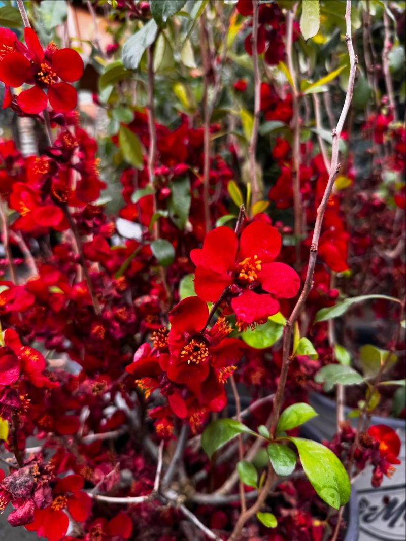 Flowering Quince Displays Spring Color On Older Wood