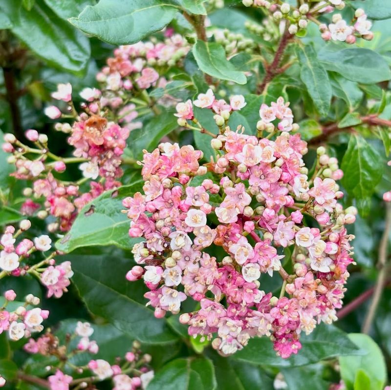 Viburnum (Flowering Varieties)
