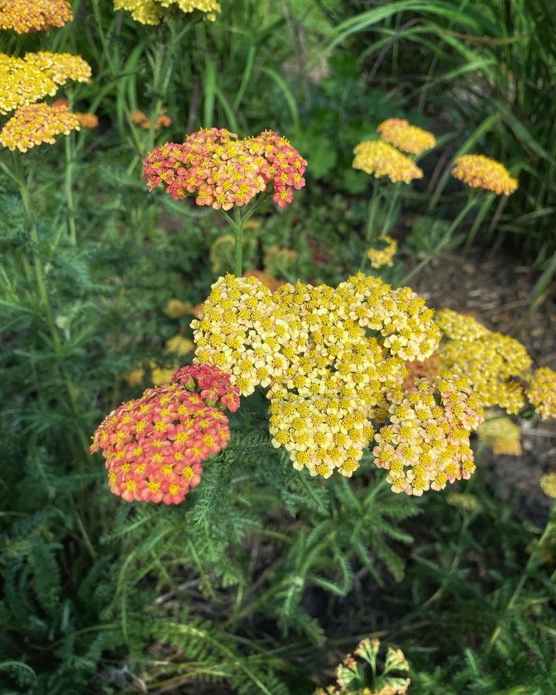 Yarrow (Achillea millefolium)