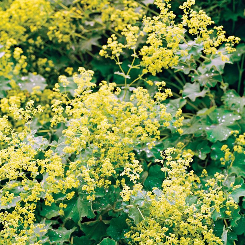 Lady's Mantle With Soft Foliage And Airy Blooms