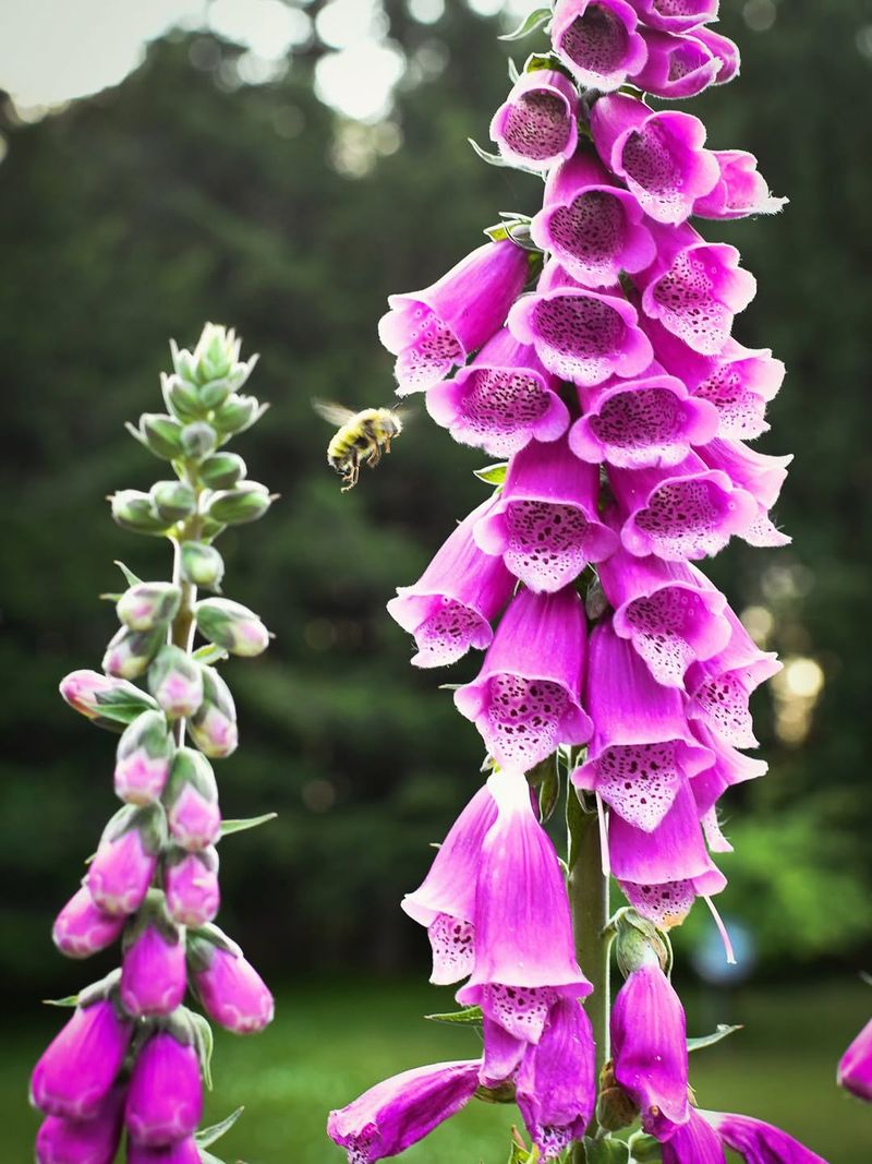 Foxglove Shooting Tall Spires Of Color
