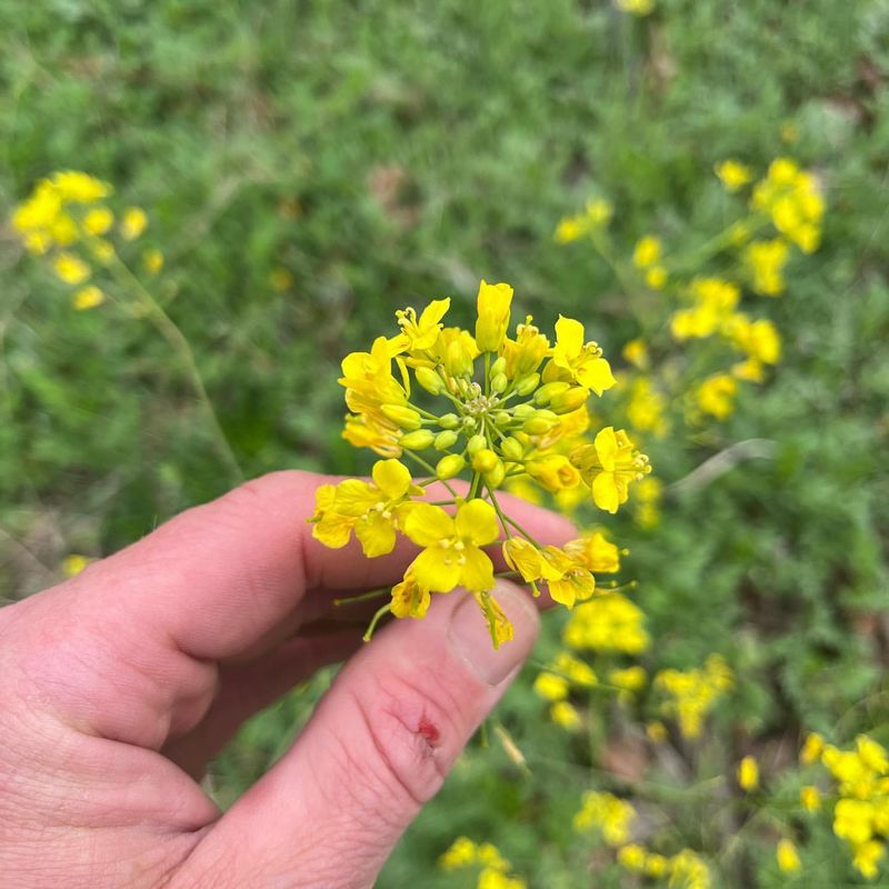 Mustard Weed