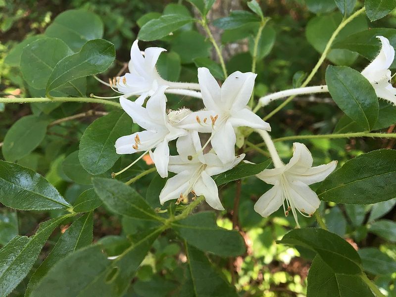 Swamp Azalea Adding Lovely Fragrance