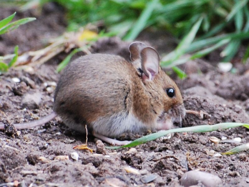 Mice And Small Rodents Resume Surface Activity