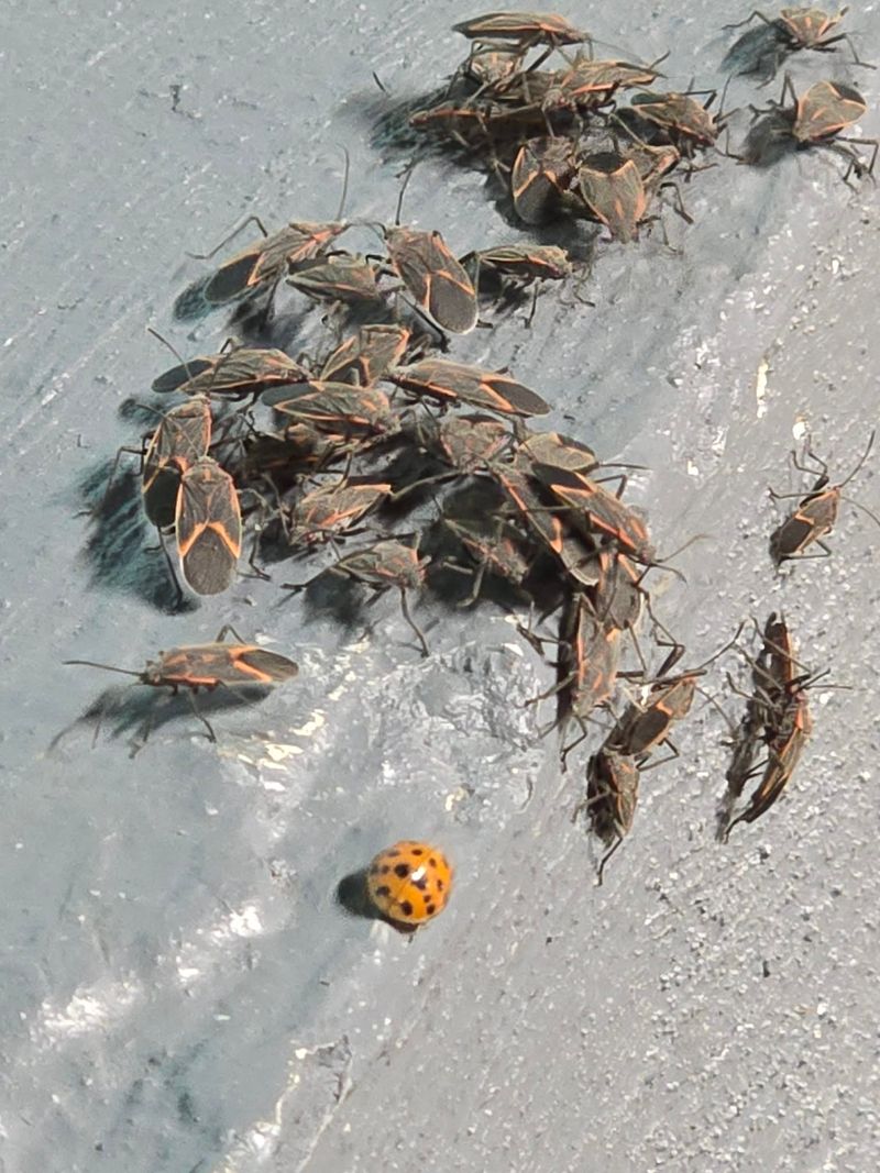 What Looks Like A New Infestation Is Often An Old One