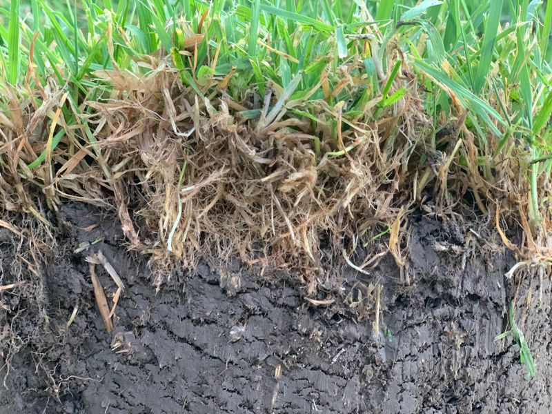 Thatch Builds Up During Winter