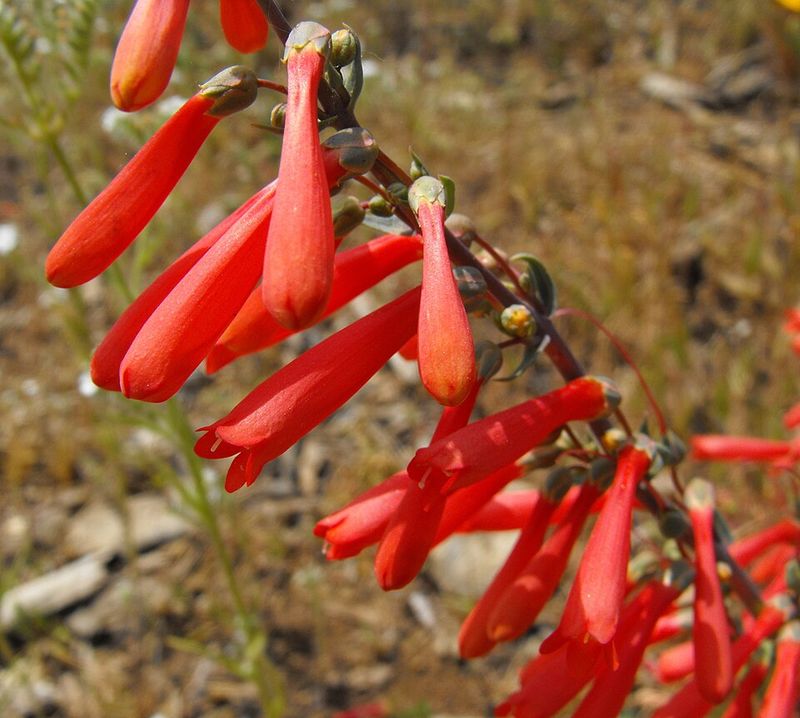 Scarlet Bugler Offers Tubular Red Flowers And Nectar For Bees
