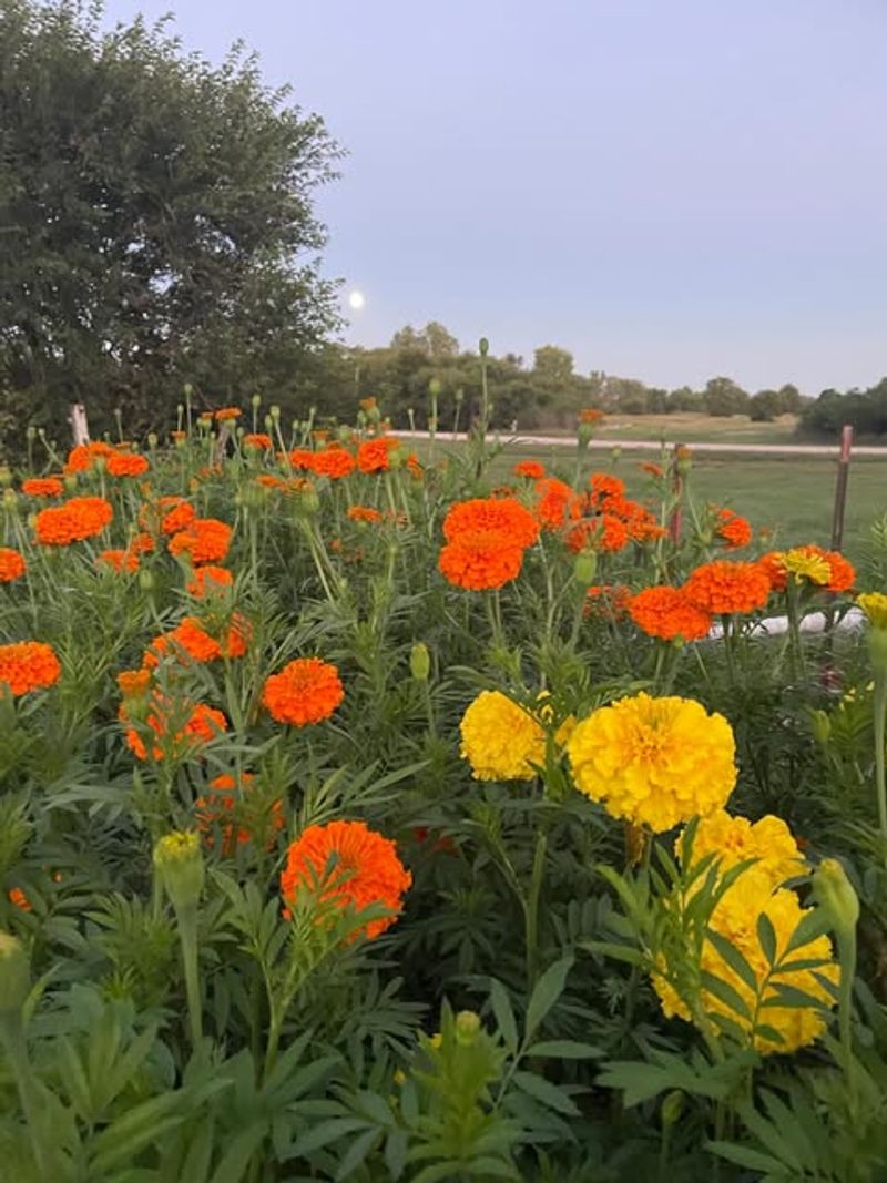 Marigolds Are Commonly Planted Around Vegetable Beds