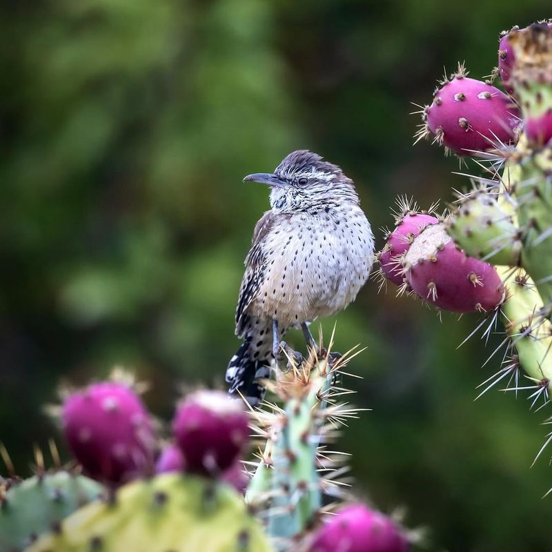 Their Presence Suggests Shelter Is Easy To Find