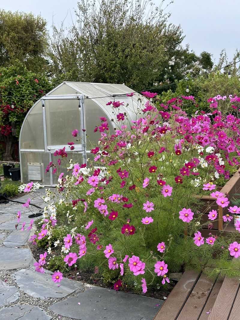 Windy Spring Days Can Knock Over Tall Varieties