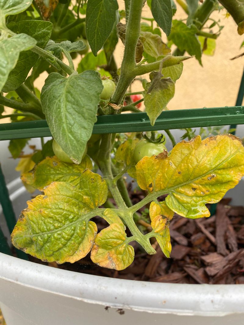 How Mold From Coffee Grounds Hurts Your Garden