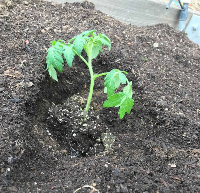 Tomatoes Benefit From An Early Start