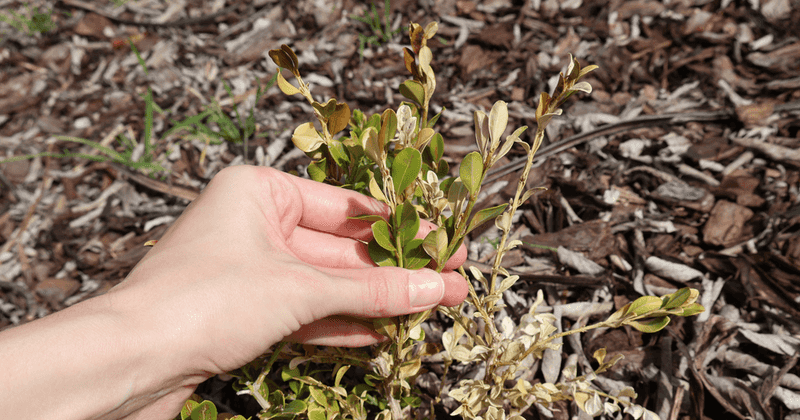 Strong New Shoots Rise From The Roots