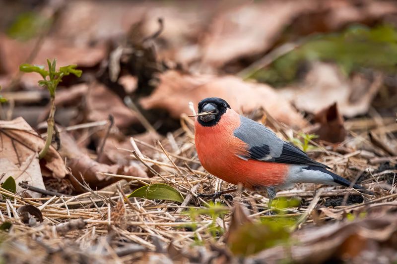 Mulch And Compost Hold Hidden Food