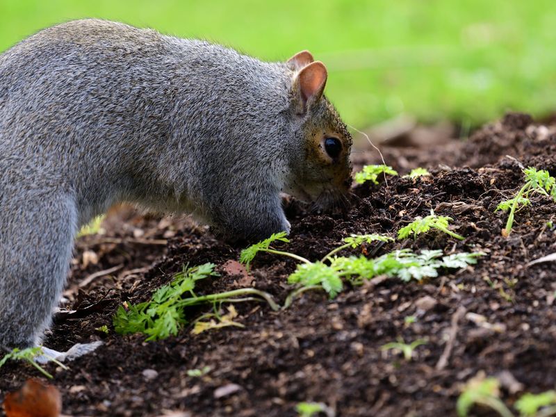 Early Seedlings And Seeds Get Disturbed