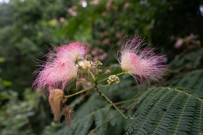 Mimosa Tree Produces Soft Lightly Fragrant Summer Flowers