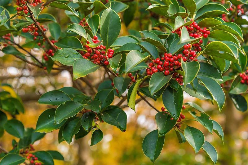 Yaupon Holly Offers Year Round Structure And Berries