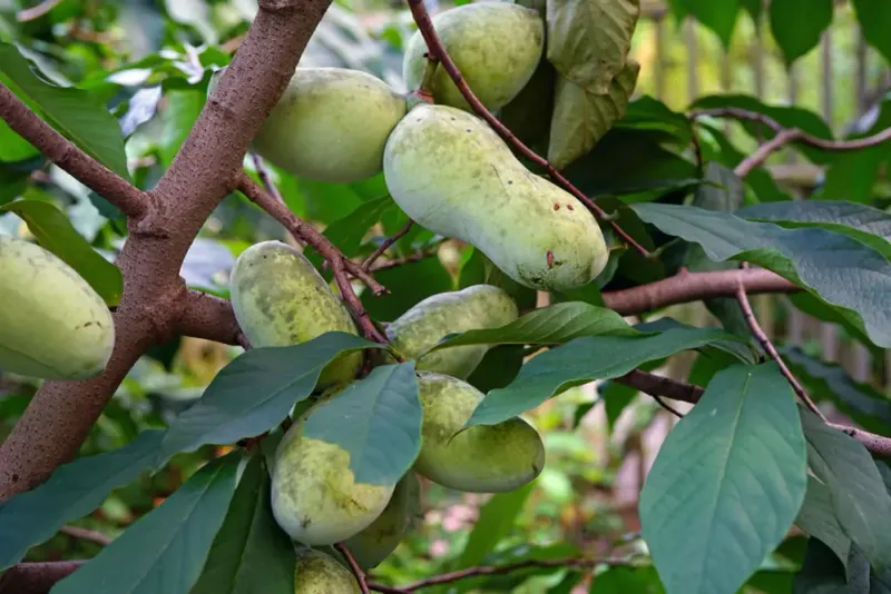 Pawpaw Brings Native Personality Without Fast Overgrowth