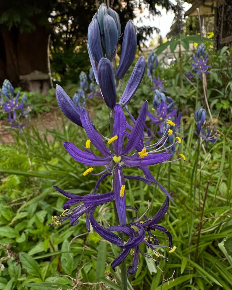 Camas