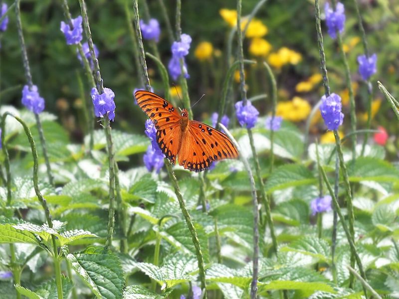 Blue Porterweed Adds Long Blooms And Steady Nectar