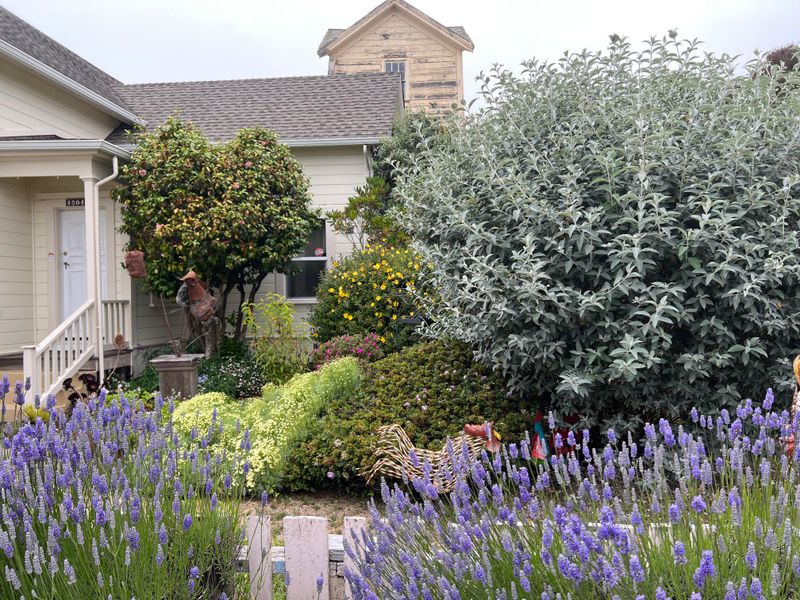 The Rise Of Drought-Tolerant Shrubs And Perennials