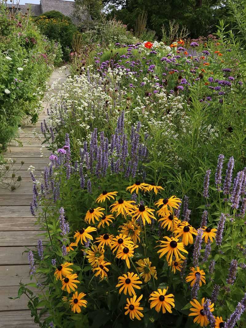 A Sunny Pollinator Border