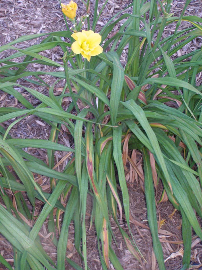 Perennials Often Regrow From The Crown