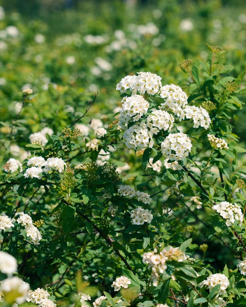 Spirea