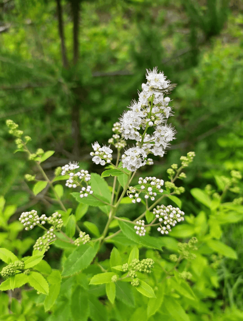 Summer-Flowering Spirea