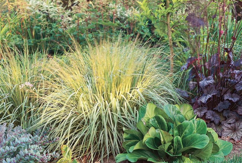 Ornamental Grasses And Perennials Can Be Tidied Up