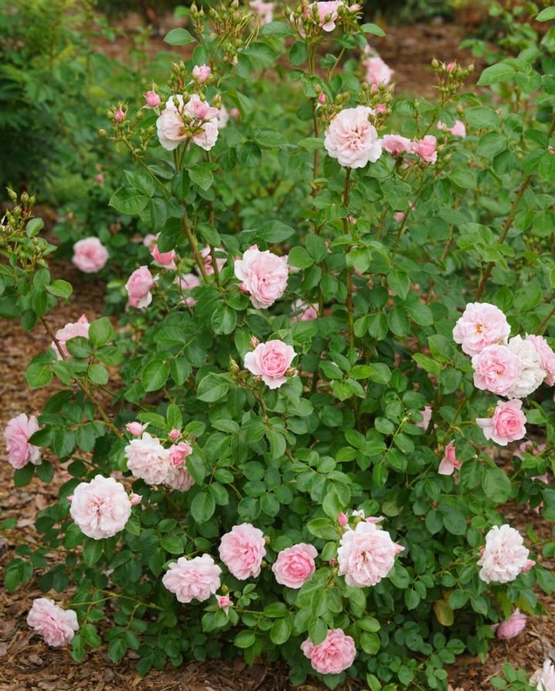 Roses That Surprise You Every Spring