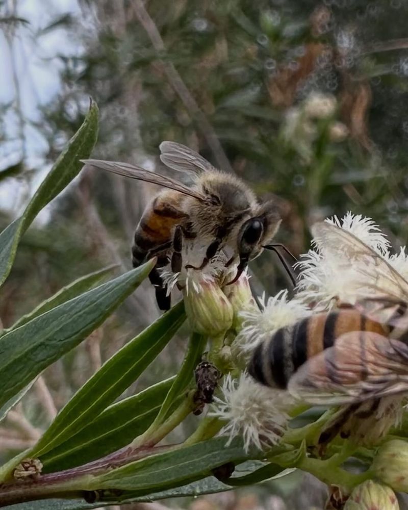 Pollinators Begin Returning Slowly