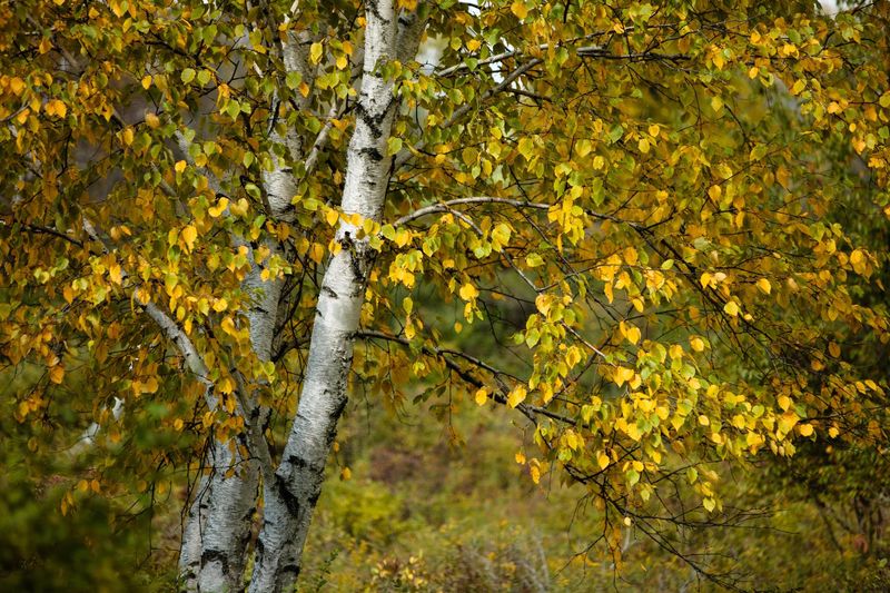 Birch Trees (Betula Spp.)