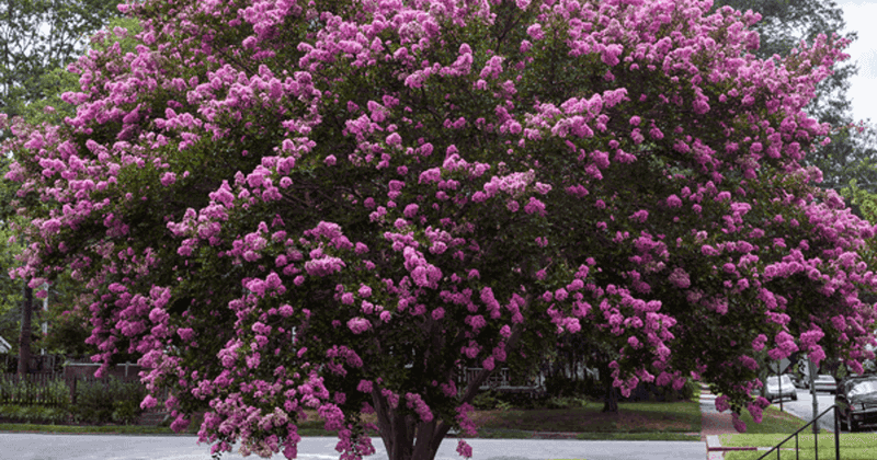 Crape Myrtle Responds Beautifully To Careful March Cuts