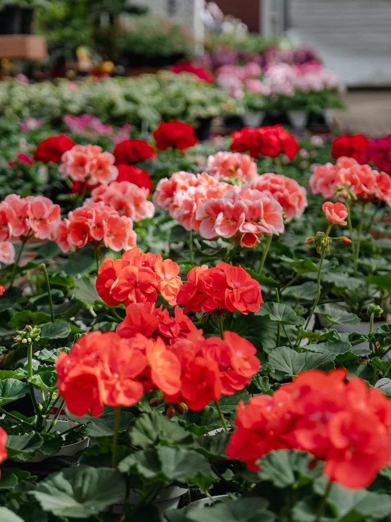 Geranium Offering Classic Long Lasting Blooms
