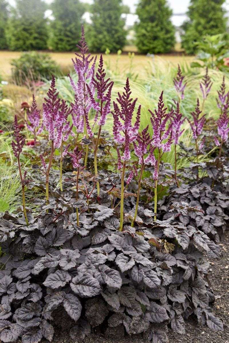 Astilbe Turns Brown Without Constant Moisture