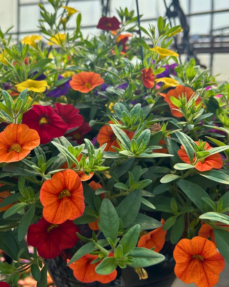 Calibrachoa (Million Bells)