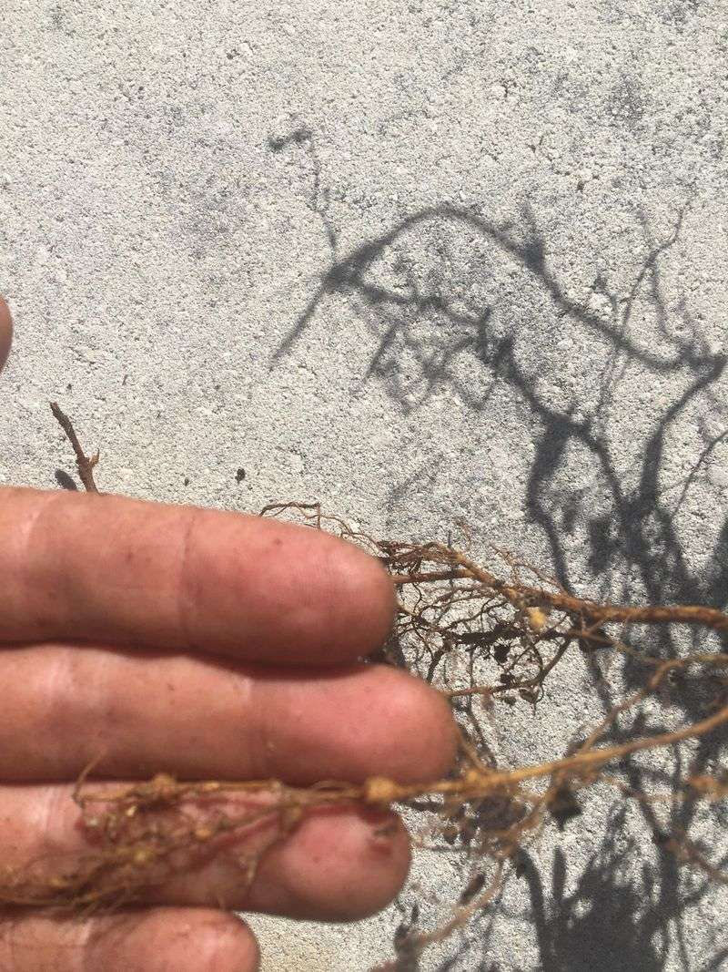 Root Knot Nematodes Can Quietly Weaken Fig Trees