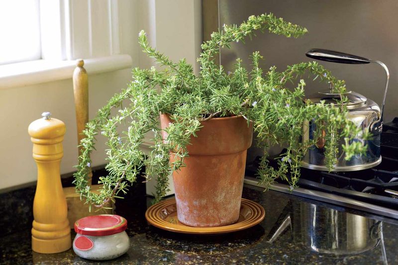 Fresh Rosemary From Your Porch To Your Plate