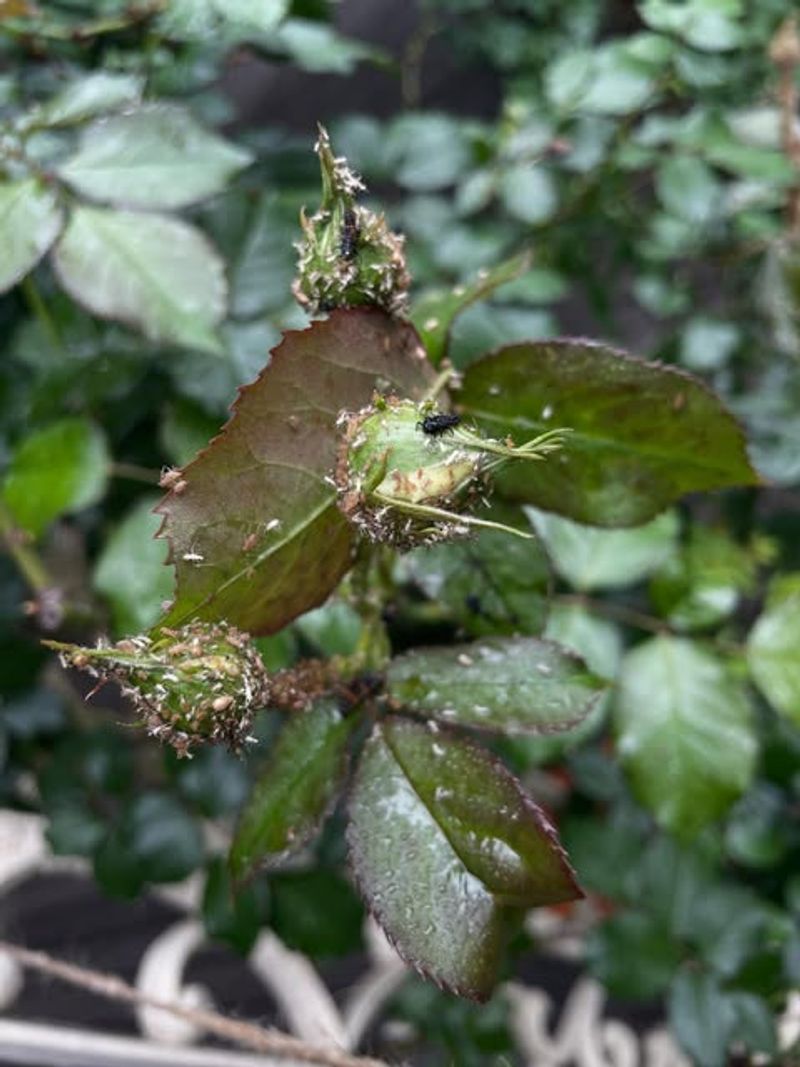 Early Pest Checks Protect New Growth