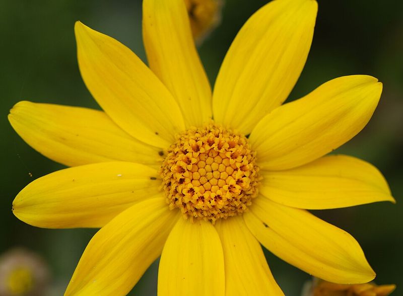 Reseeding Helps It Return In Favorable Conditions