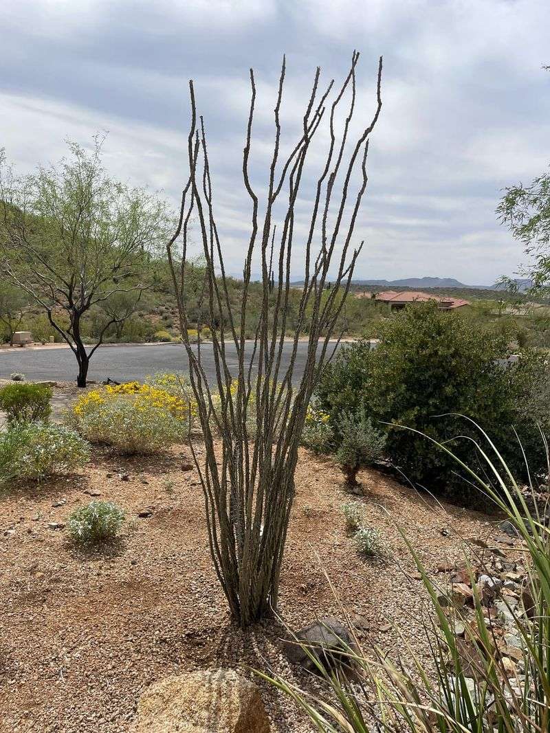 Very Light Watering Only If Winter Has Been Extremely Dry