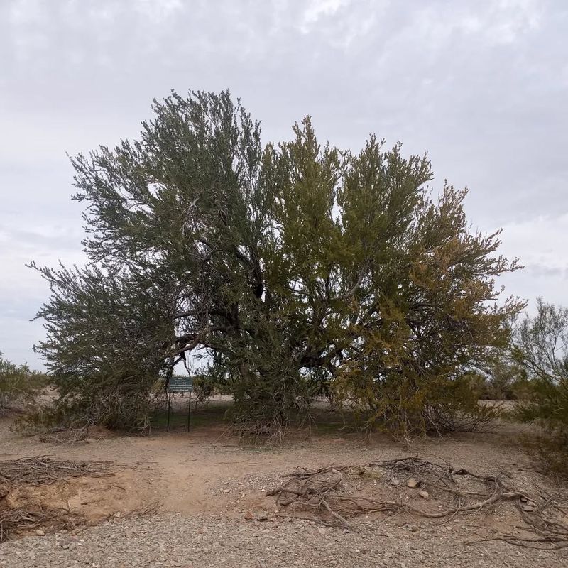 Deep Roots Allow It To Handle Long Dry Periods